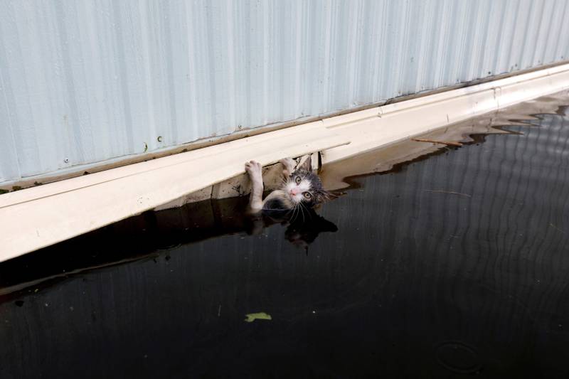Bildet viser en katt som klamrer seg fast mens den ligger i vannet.