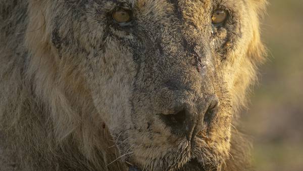 Seks løver drept i Kenya