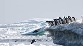 Fant plutselig 1,5 millioner pingviner