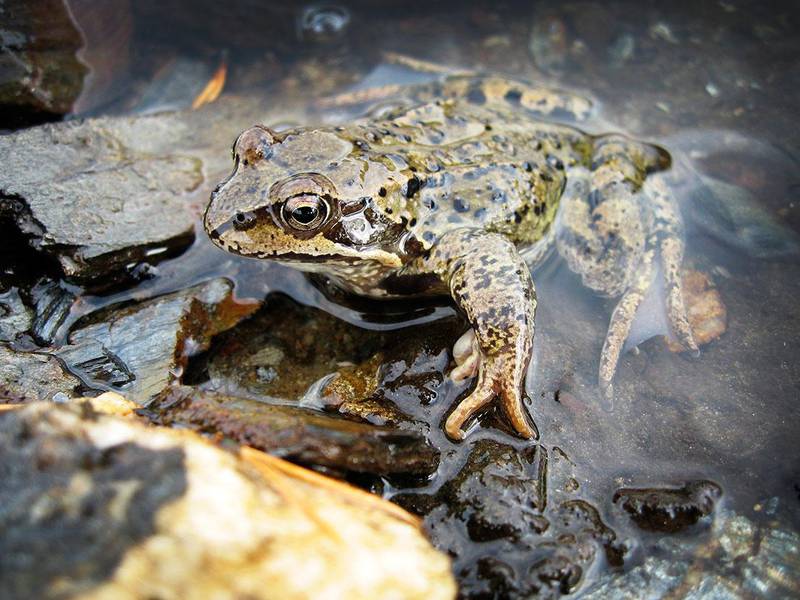 Bildet viser en frosk. Amfibier er blant dyre-artene som er størst fare for å bli borte.