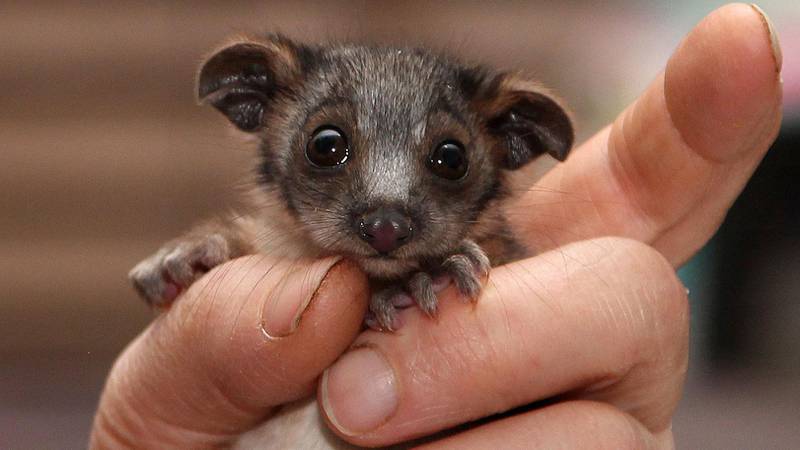 Bildet viser en liten pungrotte som kalles possum.