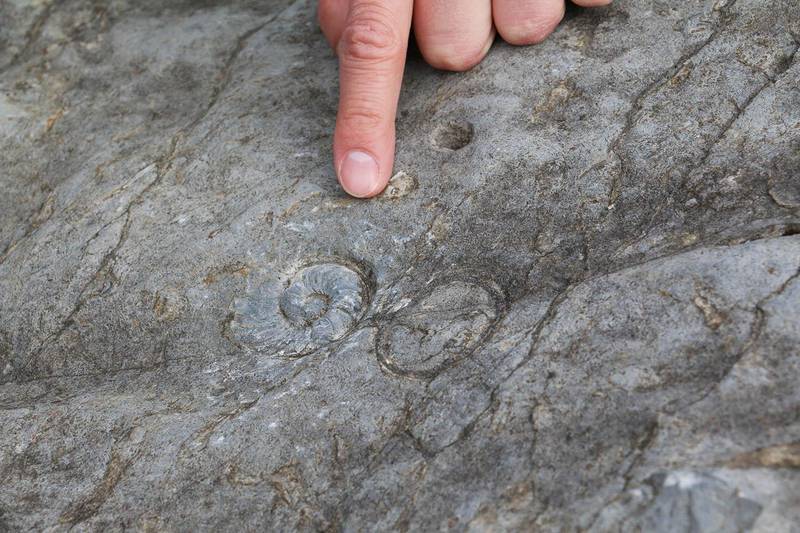 TRILOBITT: Her er spor etter et leddyr som kalles trilobitt. Det levde i havet for lenge, lenge siden. Ikke alle trilobitter er lette å se, om du ikke har mye erfaring. Ser du stripene på bildet?
