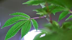 Flere typer medisinsk cannabis blir tilgjengelig