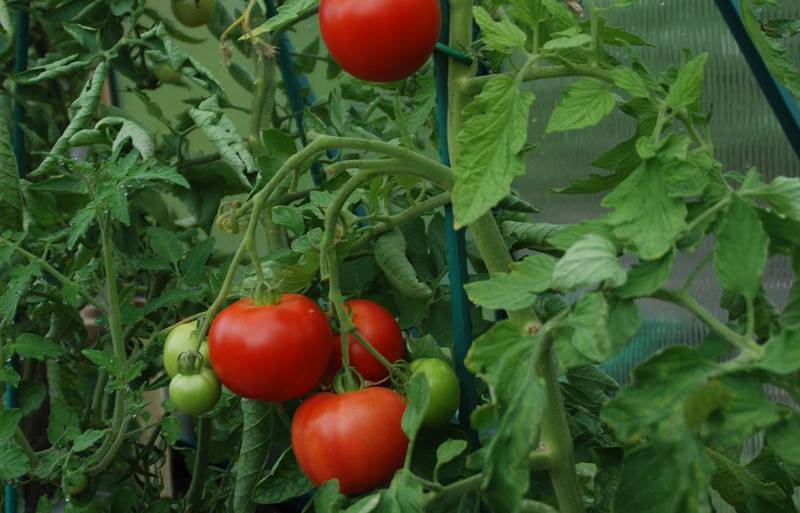 Bildet viser en ranke med store tomater.