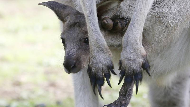 Bildet viser en kengurubaby.