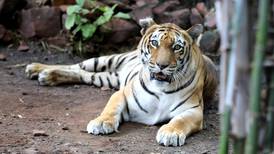 Nepal har snart fått dobbelt så mange tigere