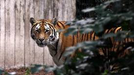 Over 100 tigre blir drept hvert år 
