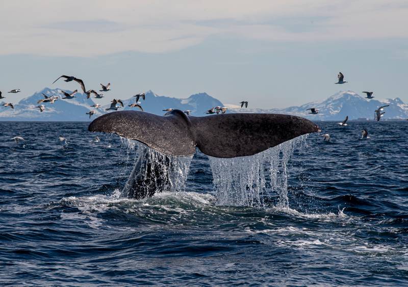 Bildet viser halen til en hval som dukker opp over havet.