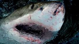 Mer hai i havet kan angripe flere mennesker