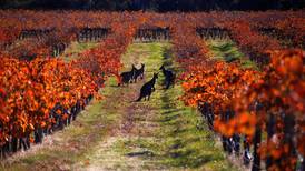 Kenguruer på vinmarkene