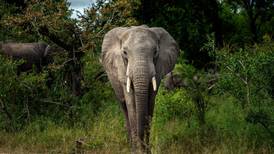 Afrikanske elefanter er i fare for å dø ut