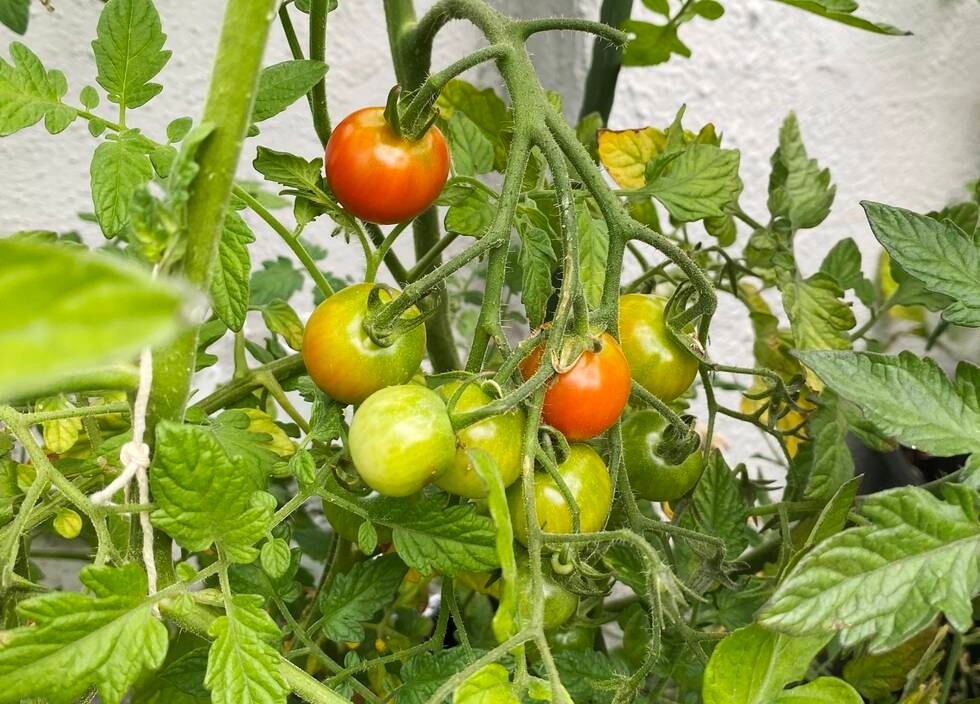 Bildet viser tomater på en plante
