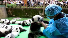 Viste fram pandabarna