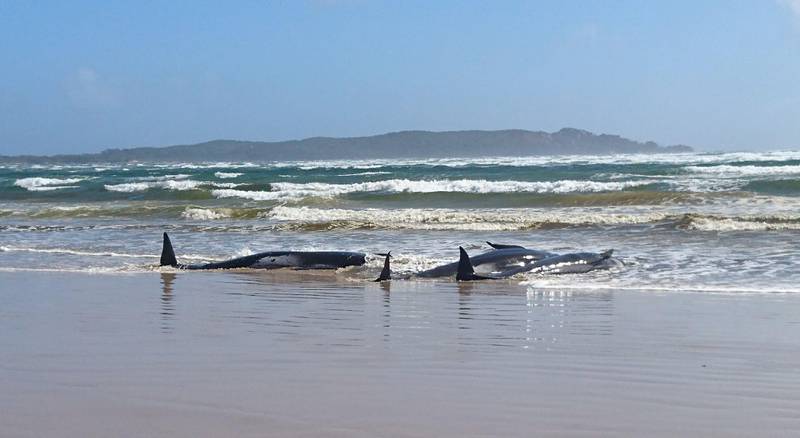 A handout photo taken and released by the Tasmania Police on September 21, 2020 shows whales stranded on a sandbar in Macquarie Harbour on the rugged west coast of Tasmania. - An estimated 250 whales have become stranded in a bay on the Australian island of Tasmania, officials said September 21, with marine experts now mobilising to see if a rescue bid is possible. (Photo by Handout / TASMANIA POLICE / AFP) / RESTRICTED TO EDITORIAL USE - MANDATORY CREDIT "AFP PHOTO / TASMANIA POLICE" - NO MARKETING - NO ADVERTISING CAMPAIGNS - DISTRIBUTED AS A SERVICE TO CLIENTS