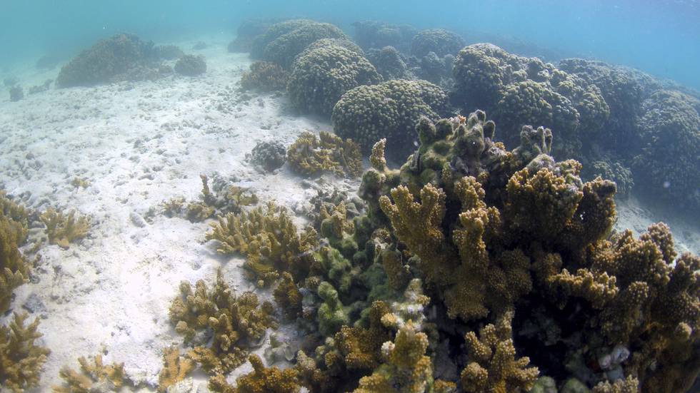 Et korallrev i Kanehoe, Hawaii, hvor forskerne forsøker å fremskynde korallenes evolusjon for å kunne avle fram koraller som tåler global oppvarming bedre. Foto: Caleb Jones / AP / NTB