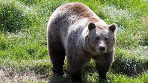 Ung mann ble angrepet av bjørn i Sverige