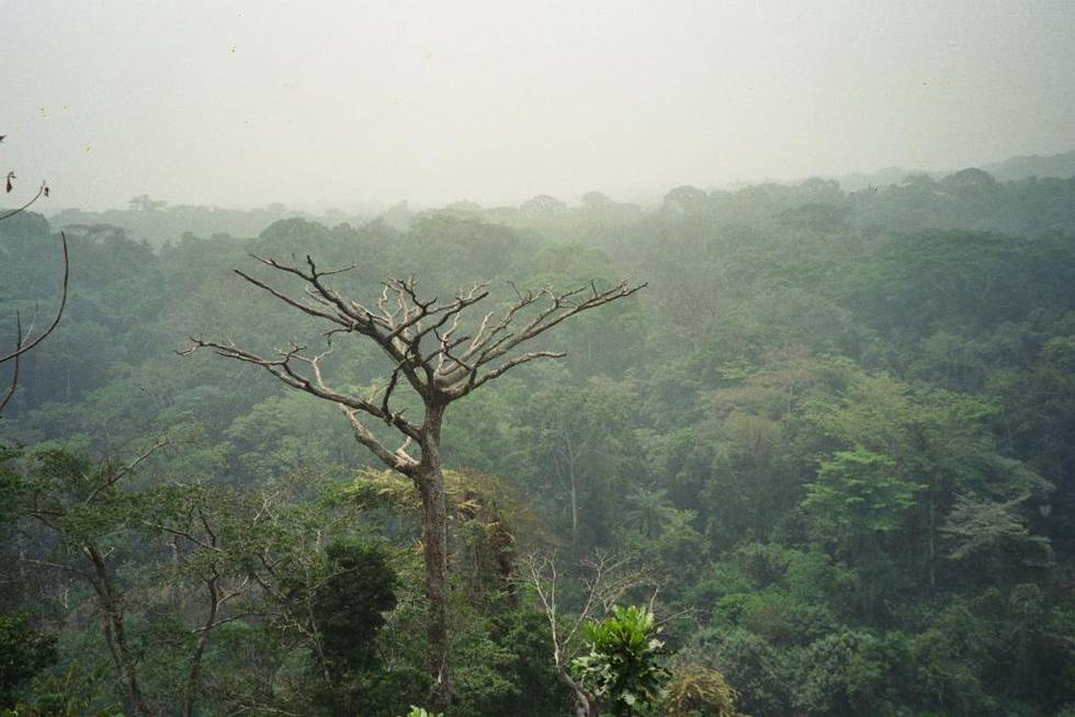 Bildet viser regnskogen i Kongo.