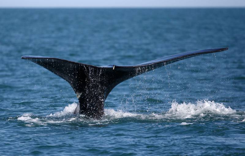 Bildet viser en hval hval som bryter overflaten ved Cape Cod delstaten Massachusetts i USA. Hvalen er et sjø-pattedyr. De er i fare for å bli utryddet.