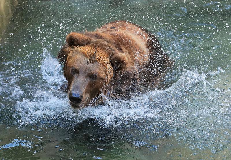 Bildet viser en bjørn som bader i dyrehagen i Moskva.