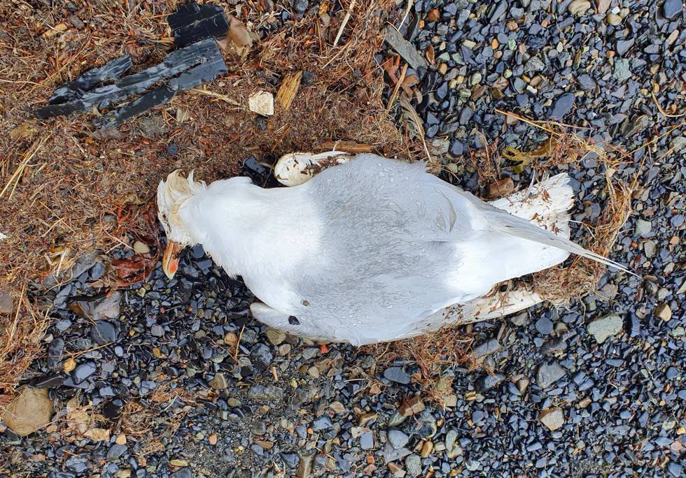 Bildet viser en død polarmåke. Den ble funnet ved Gammelkaia på Svalbard i juni. Den viste seg å være smittet med fugleinfluensa. Foto: Anita Rude / NTB
