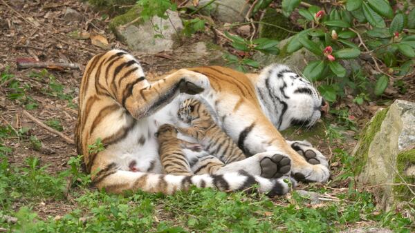 Tigerungene overrasket hele Dyreparken