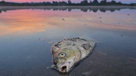 Masse fisk dør av ukjent forurensning