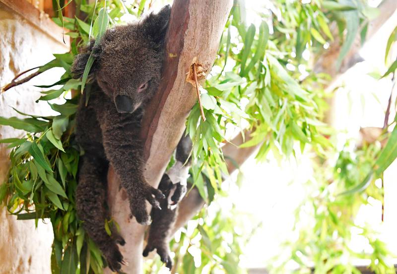 Bildet viser en koalabjørn som hviler.