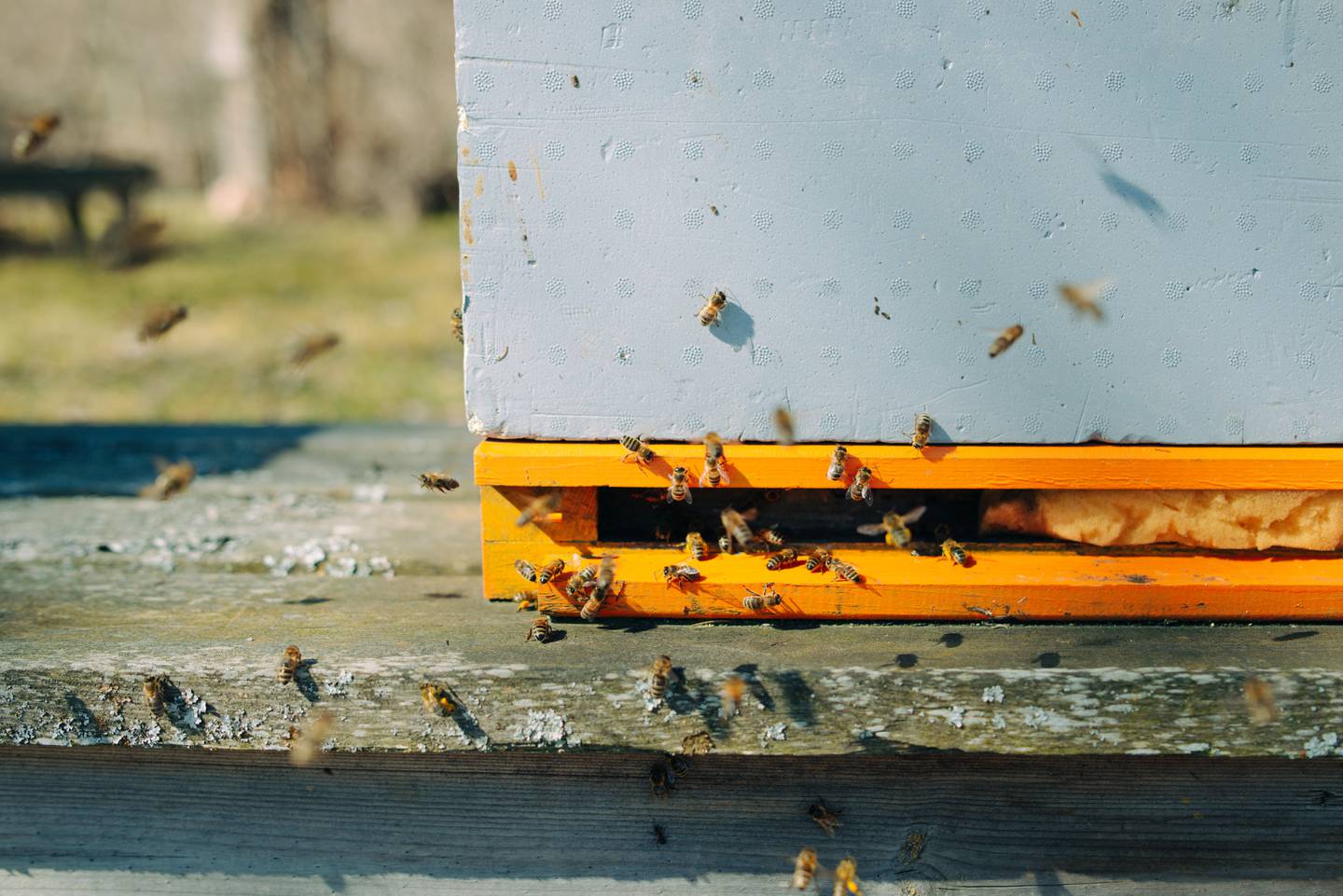 Bildet viser bier som flyr inn i en bikube.
