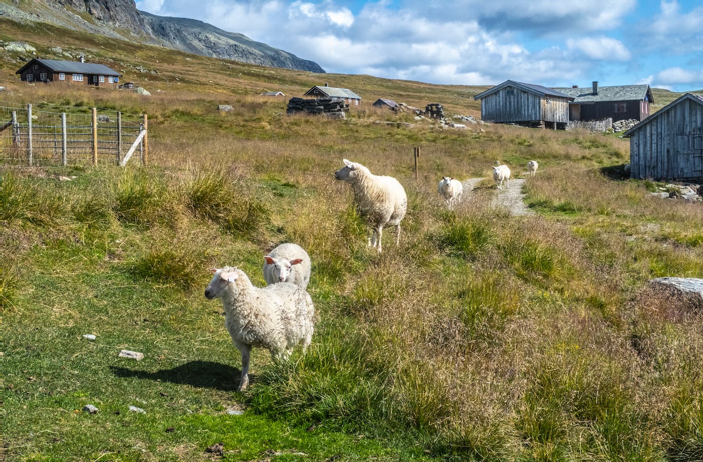 Bildet viser sauer på Eitrestølen. Foto: Halvard Alvik / NTB