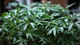 En av sju unge har brukt cannabis