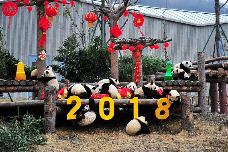 KINA: Også i dyrehagen feirer kineserne nyttår. Det er pyntet i innhegningen til de unge pandaene i Shenshuping Panda Base. Den ligger i Wolong i Kina. 
