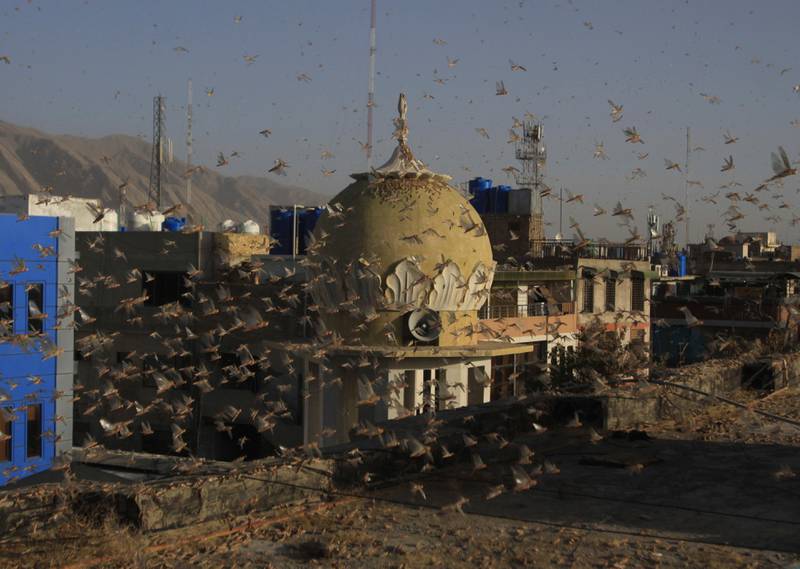 Bildet viser en sverm gresshopper i et boligområde i byen Quetta i Pakistan. De dekker mesteparten av bildet.