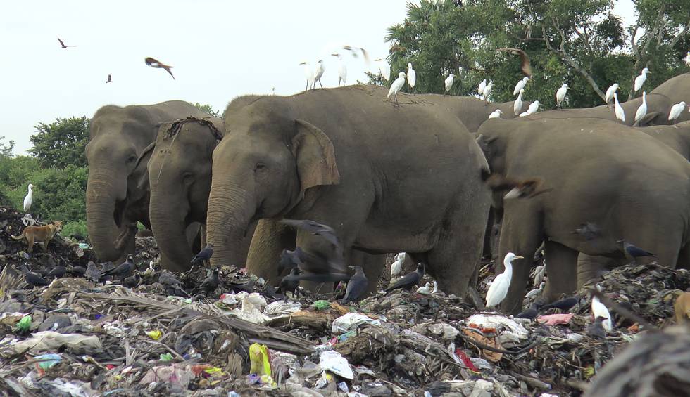 Elefanter på jakt etter mat på søppelfyllingen i Pallakkadu på Sri Lanka. Foto: Achala Pussalla / AP / NTB